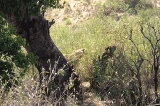 Video: Báo hoa mai cố leo lên cây nhưng đều bị sư tử kéo xuống