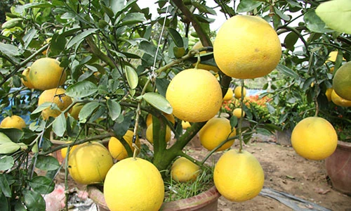 Đưa bưởi Diễn miền Bắc về miền Tây chơi Tết