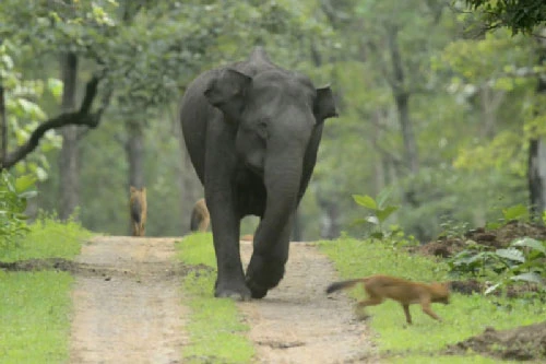 Đàn chó rừng “nếm quả đắng” vì cả gan tấn công voi con
