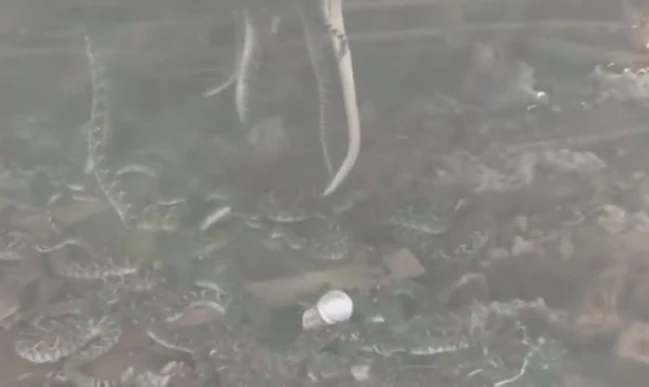 Video: Rùng mình phát hiện bầy rắn bò lúc nhúc bên dưới cabin gỗ