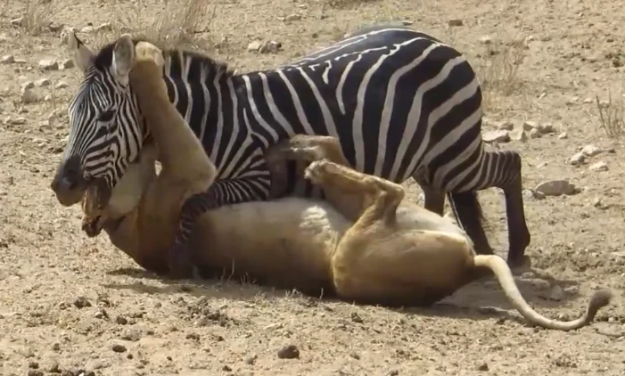Video: Ngựa vằn chống trả quyết liệt khiến sư tử "ăn quả đắng"