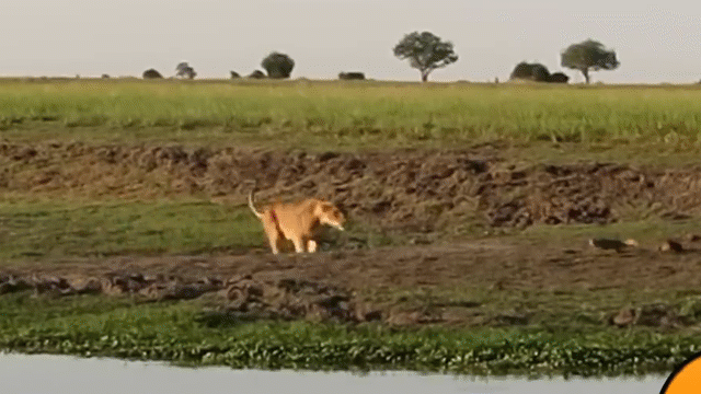 Video: Sư tử phi thân tóm gọn cá sấu trên bờ sông
