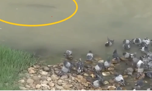 Video: Cá trê "khổng lồ" nuốt gọn chim bồ câu trong nháy mắt