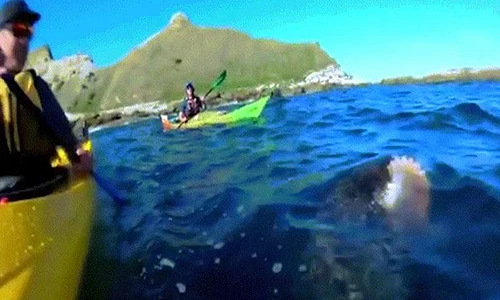 Video hải cẩu ngoạm bạch tuộc quật thẳng vào mặt người chèo thuyền