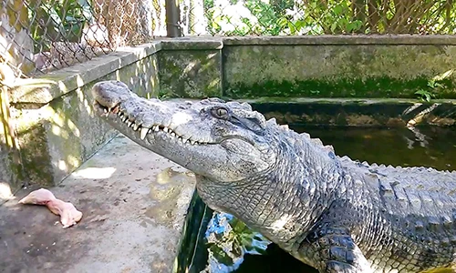 Video: 5 "quái thú" có cách giết mồi kinh khủng nhất hành tinh