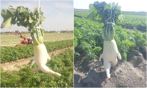 Bộ ảnh củ cải nhắc mọi người tập thể dục gây sốt mạng