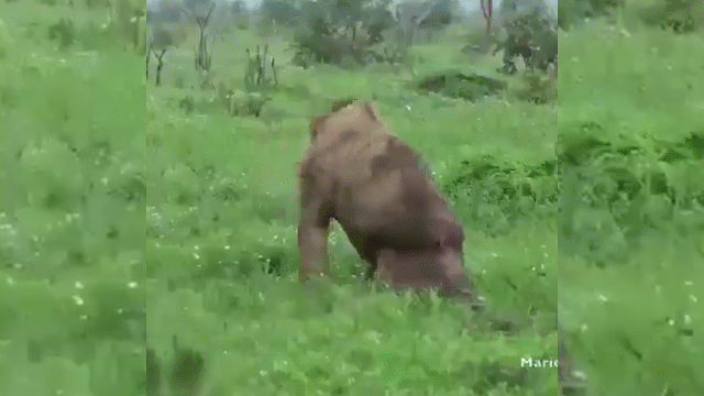 Video: Sư tử đực tàn phế, bất đắc dĩ thành mồi cho chó hoang