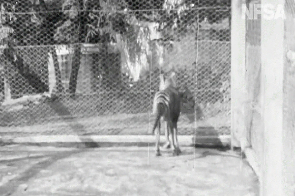 Video: Hé lộ loài hổ tuyệt chủng cách đây 80 năm