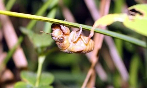 Săn “ve sầu thoát xác” kiếm nửa triệu đồng mỗi đêm