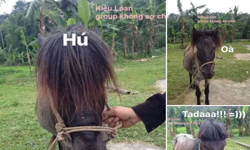 Cười ngất sản phẩm "khi bạn có ngựa và bạn đang học cắt tóc"