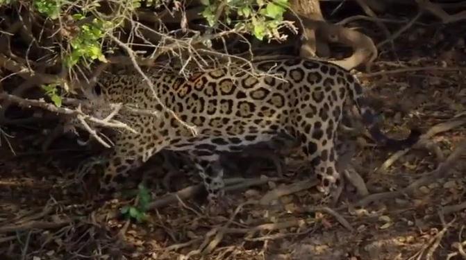 Video: Báo đốm lao mình xuống sông bắt cá sấu Caiman