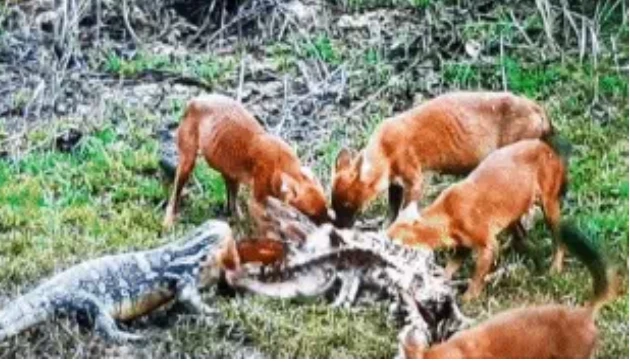 Video: Sói lửa bị thằn lằn nước tranh giành bữa ăn, kết cục sẽ ra sao?