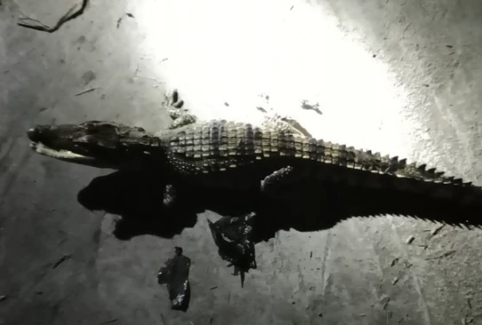 Video: Người dân bắt được cá sấu khi đang câu cá