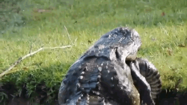 Video: Cảnh cá sấu khổng lồ nuốt chửng đồng loại dài 1,8 mét