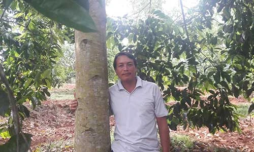 Trồng "cột chống trời", mỗi cây dổi cho thu 1 cây vàng