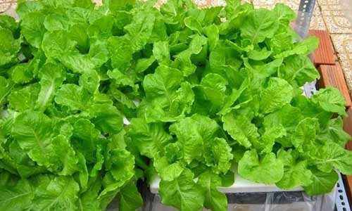 Tháng 8 nhất định phải trồng những loại rau quả này trong vườn