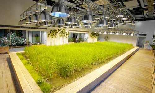 Choáng nhân viên "làm nông" ngay trong văn phòng