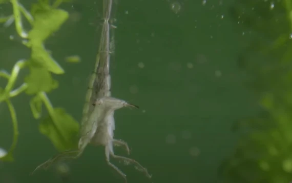 Video: Loài bọ nước được mệnh danh là chó sói