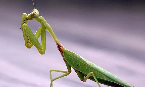 Video: Những “quái vật” cụt đầu vẫn có khả năng tấn công kẻ thù