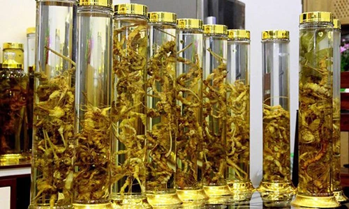 Lạc vào thế giới sâm quý hơn "vàng ròng" của đại gia Hà Thành