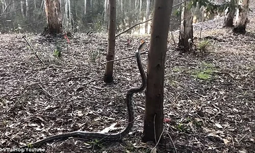 Video: Rợn người cảnh trăn khổng lồ trổ tài trèo cây ở Úc