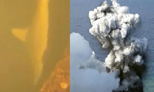 Video: Kỳ dị cá mập đột biến sống trong miệng núi lửa