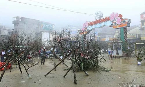 Video: Xuýt xoa chợ đào rừng trong giá rét ở Sa Pa