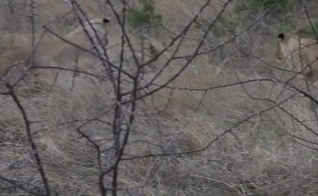 Video: Đối đầu cặp sư tử, mèo hoang liều mình vẫn chết thảm