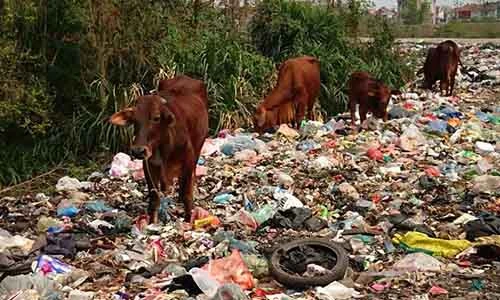 Video: Rác hôi thối trải dài cả trăm mét đê giáp ranh Hà Nội