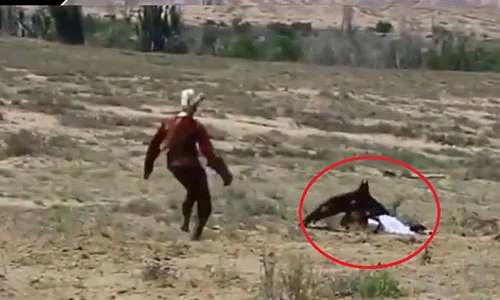 Video: Hãi hùng cảnh đại bàng khổng lồ tấn công bé gái 8 tuổi