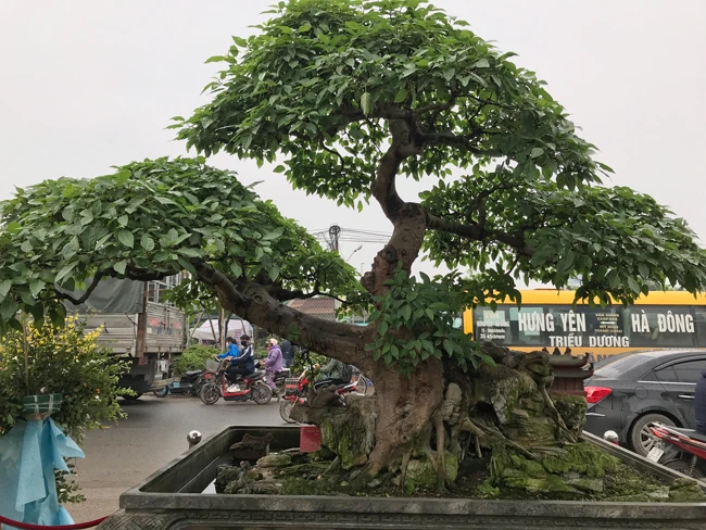 Vườn cây cảnh tiền tỷ, không muốn bán cho ai của đại gia Hưng Yên