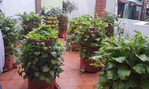 Chỉ với tháp rau ở ban công, đủ rau sạch ăn cả tháng