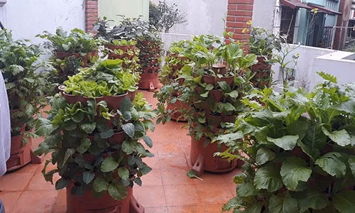 Chỉ với tháp rau ở ban công, đủ rau sạch ăn cả tháng