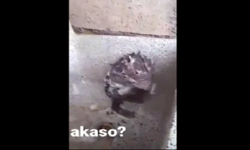 Video: "Cụ Tý" vội vàng tắm rửa để đi đón U23 Việt Nam