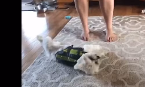 Video: Bật cười với những chú chó thích "làm nũng"