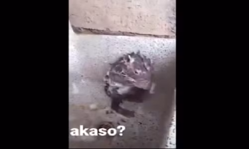 Video: "Cụ Tý" vội vàng tắm rửa để đi đón U23 Việt Nam