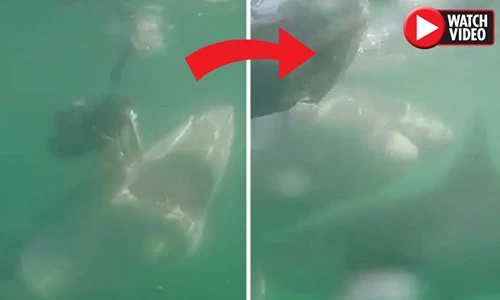 Video: Đớp trượt mồi, cá mập trắng bất ngờ quay sang “ăn thịt” đồng loại