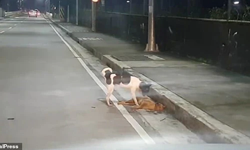 Video: Chó cố gắng hồi sinh bạn đã chết bên đường ở Philippines