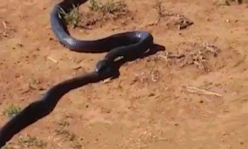 Video: Rùng mình cảnh rắn cắn phập răng vào đầu đồng loại