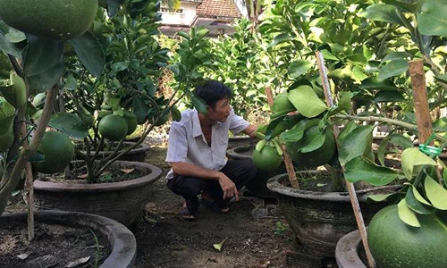 Chăm bưởi cảnh căng tròn, chi chít sát đất để phục vụ "đại gia"
