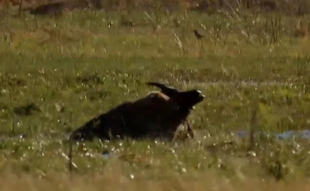 Video: Sư tử săn trâu rừng, đánh dấu bước trưởng thành