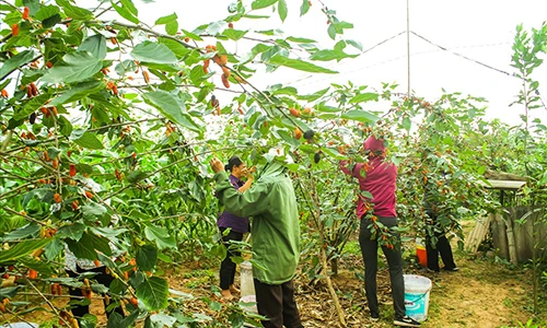 Cúi thấp, nhún cao... "chạy đua" với từng trái dâu chín đỏ