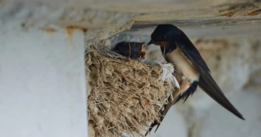 5 dấu hiệu chứng tỏ ngôi nhà của bạn có phong thủy cực tốt