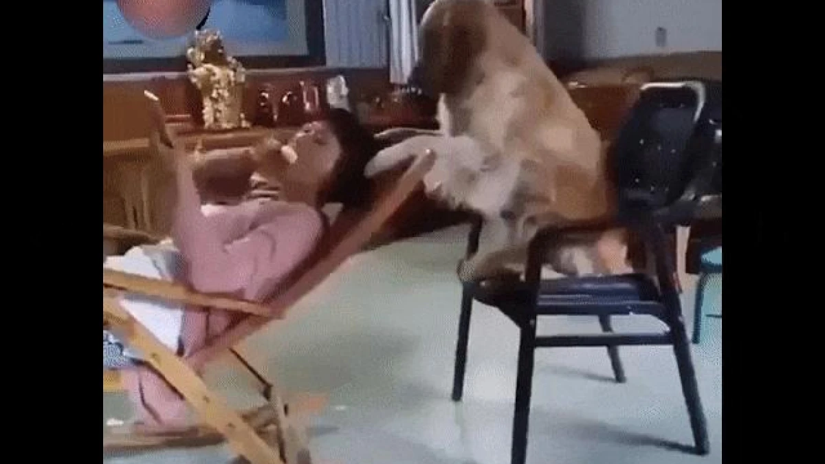 Video: Nuôi chó đôi khi cũng có công dụng đấy chứ