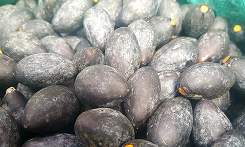 Tranh nhau mua trám đen xứ Lạng giá "khủng" vì ngon quên lối về