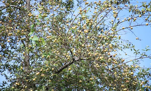 Video: Rừng táo sơn tra hơn 150 tuổi, “đẻ” sòn sòn, cho cả tạ quả/cây