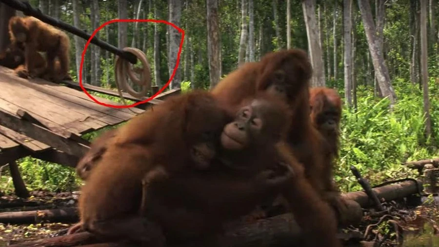 Video: Bầy đười ươi "khiếp vía" khi nhìn thấy rắn gây sốt