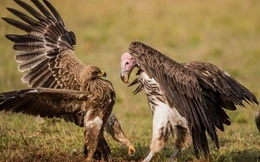 Video: Cuộc chiến khốc liệt giữa đại bàng và kền kền