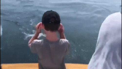 Video: Cá mập lao khỏi mặt nước giành mồi với người đi câu