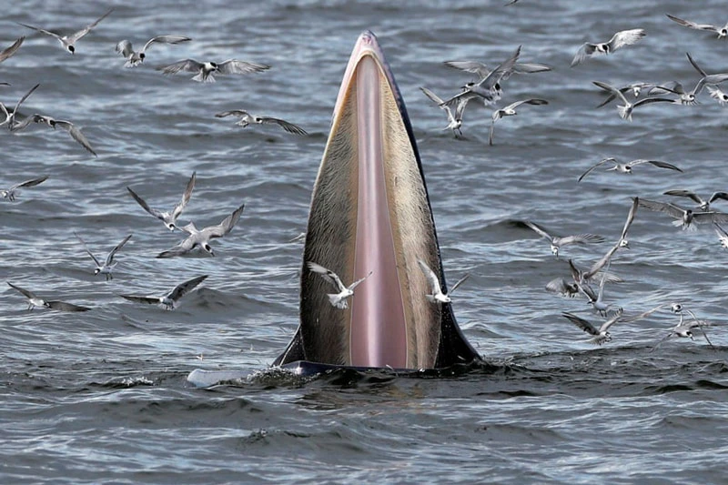 Mòng biển suýt rơi vào bụng cá voi, bò tót tắm bùn
